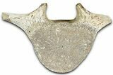 Fossil Whale Thoracic Vertebra - Yorktown Formation #362086-1